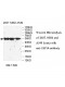 USP14 Antibody