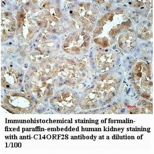 C14ORF28 Antibody