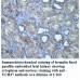 UCH37 Antibody