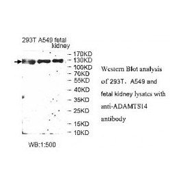 LGR4 Antibody