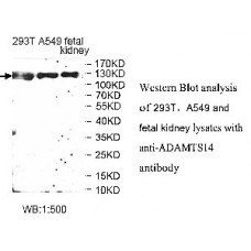 LGR4 Antibody