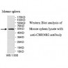 CHRNB3 Antibody