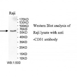 CD31 Antibody