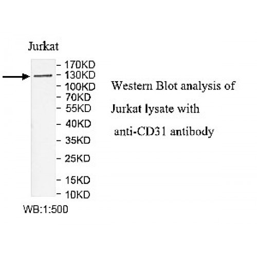 CD31 Antibody