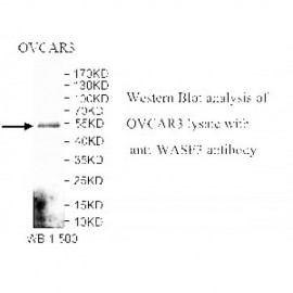 WASF3 Antibody