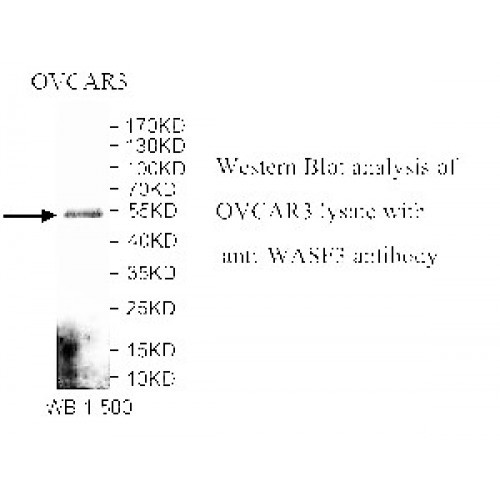 WASF3 Antibody
