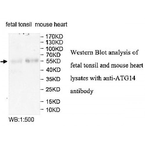 ATG14 Antibody