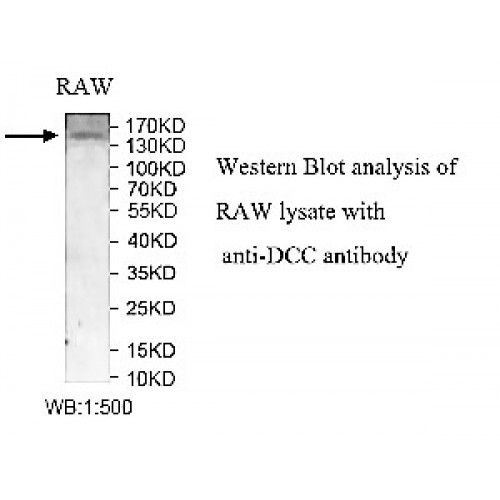 DCC Antibody