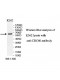 CDC40 Antibody