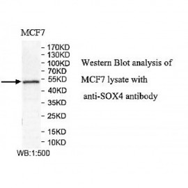 SOX4 Antibody