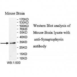 Synaptophysin Antibody