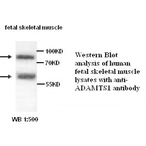 ADAMTS1 Antibody
