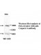 Caspase 6 Antibody