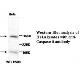 Caspase 6 Antibody