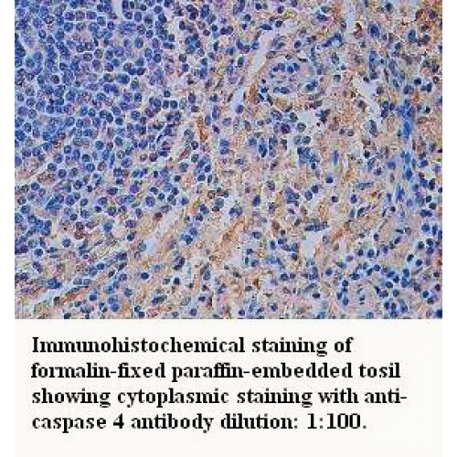 Caspase 4 Antibody