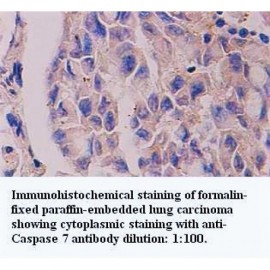 Caspase 7 Antibody