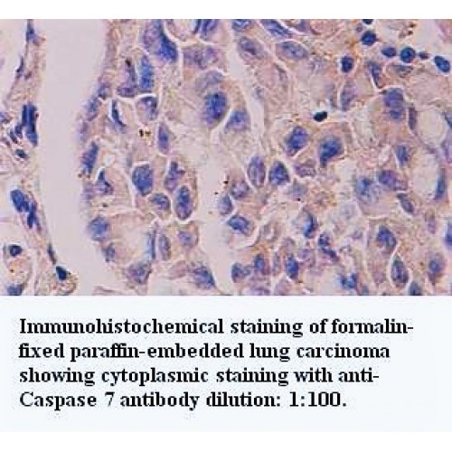 Caspase 7 Antibody