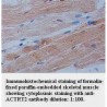 ACTRT2 Antibody