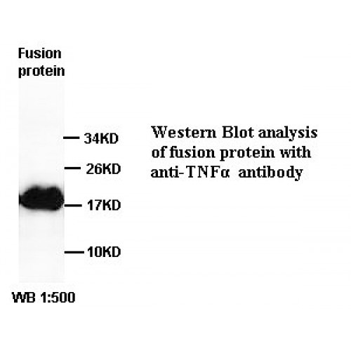 TNF Antibody
