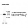 Annexin A4 Antibody