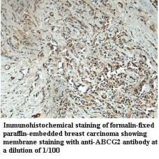 ABCG2 Antibody