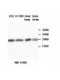 AKR1A1 Antibody