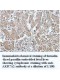 AKR7A2 Antibody