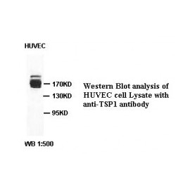 TSP1 Antibody