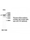 ABCD3 Antibody