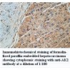 AK2 Antibody
