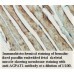 AGPAT1 Antibody