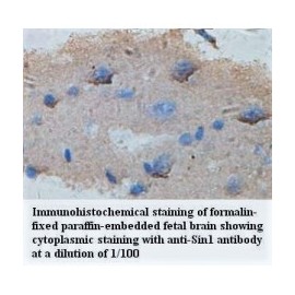 Sin1 Antibody
