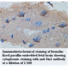 Sin1 Antibody