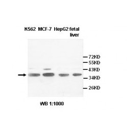 RFC4 Antibody