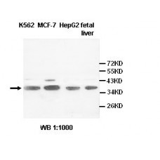 RFC4 Antibody