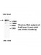 SORL1 Antibody