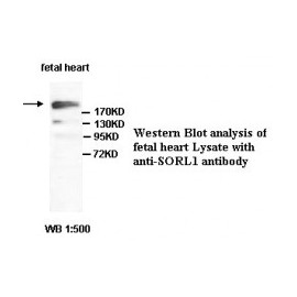 SORL1 Antibody