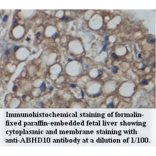 ABHD10 Antibody