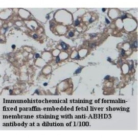 ABHD3 Antibody