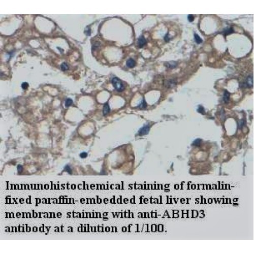ABHD3 Antibody