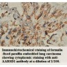 AARSD1 Antibody