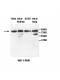 AARSD1 Antibody
