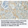 ZBTB1 Antibody