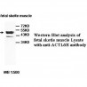 ACTL6B Antibody