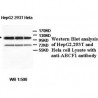 ABCF1 Antibody