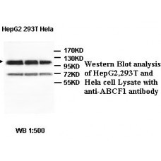 ACBD7 Antibody