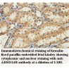 ABHD14B Antibody