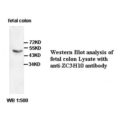 ZC3H10 Antibody