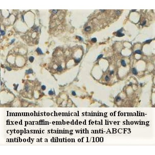 ABCF3 Antibody
