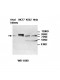 ABCF3 Antibody
